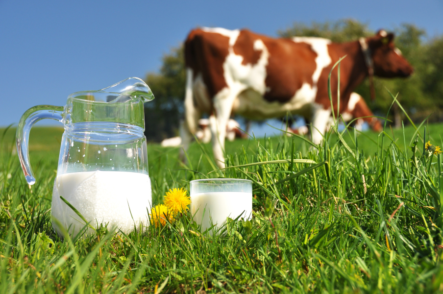 Red and white cow in field with milk jug in foreground