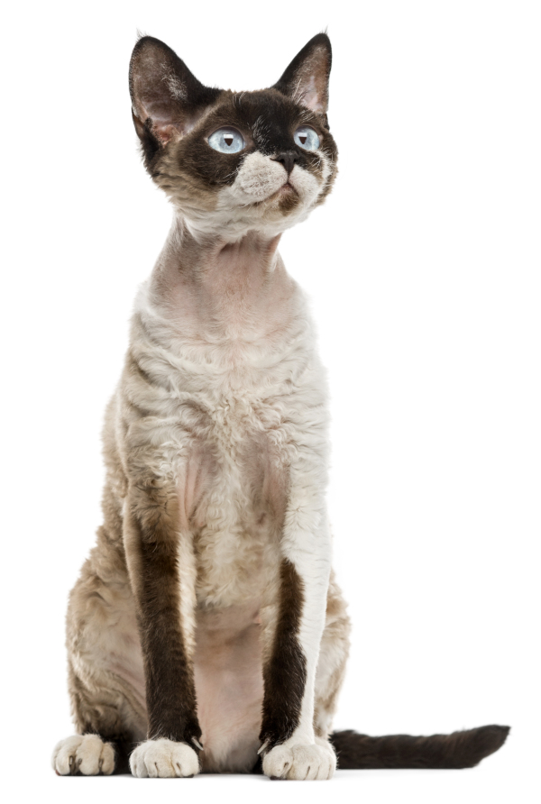 Devon Rex Cat