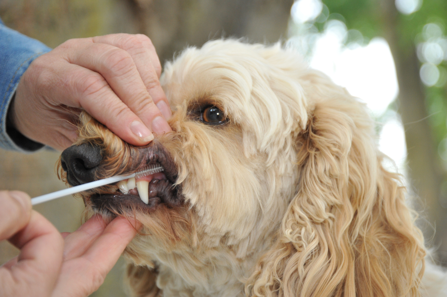 Dog having its cheeks and gums brushed for DNA samples