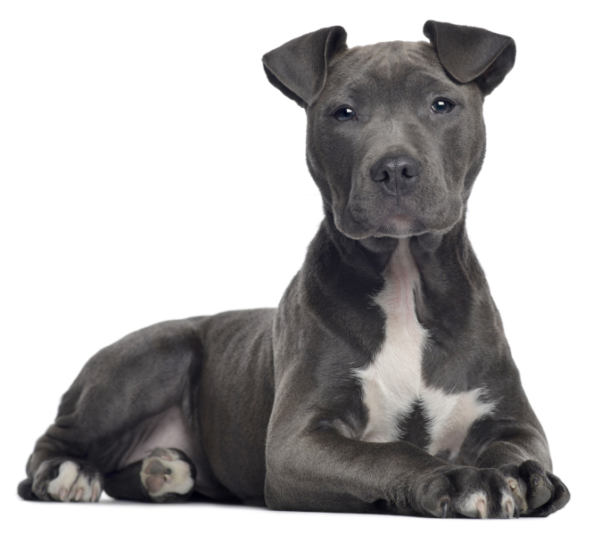 American Staffordshire Terrier with blue coat