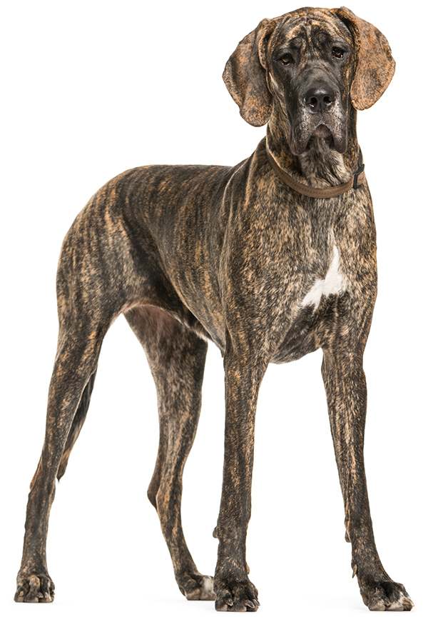 Great Dane with brindle coat