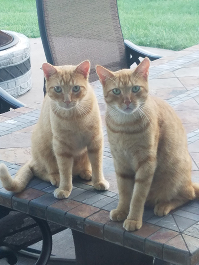 Two orange cats - Meow Meow Kitty and Prince HarryHausen