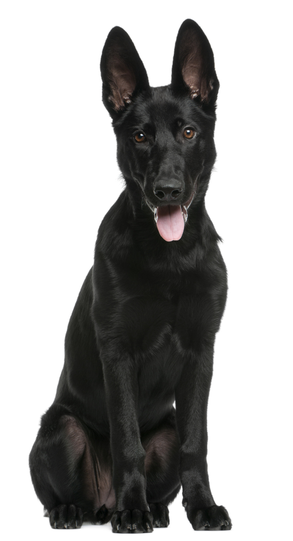 Black German Shepherd