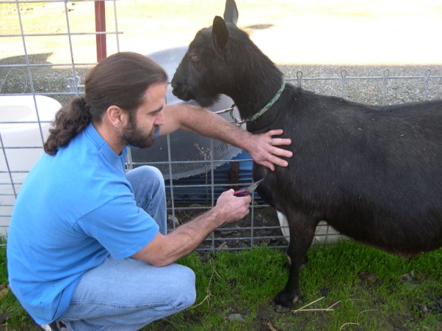 Sampling goat chest hair