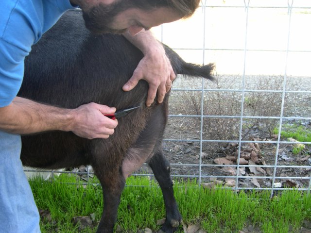 Sampling goat rump hair