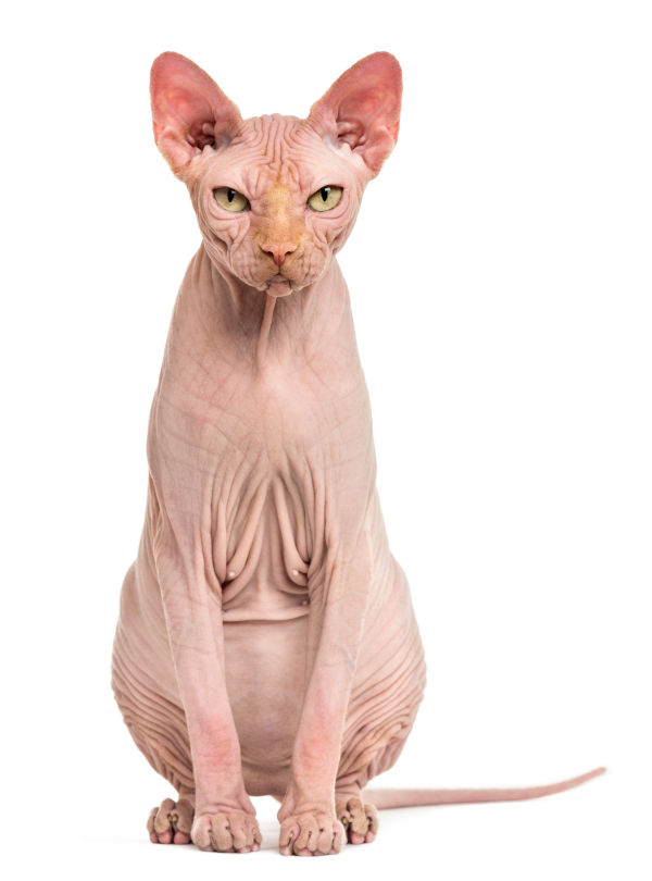 Hairless Sphynx Cat