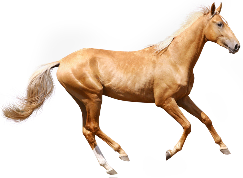 Palomino Example