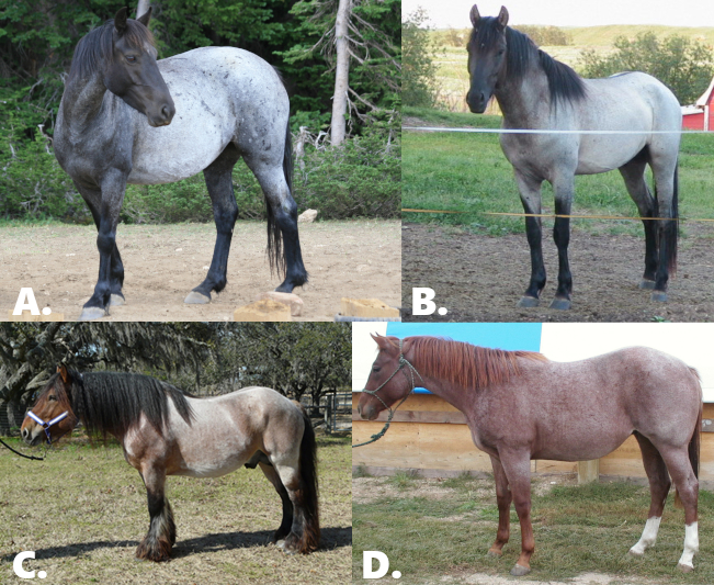 Horses with the roan pattern on different coat color bases