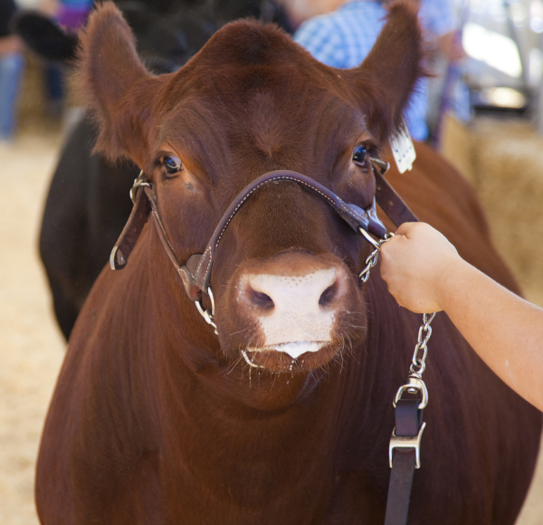 Cattle being led at a livestock show