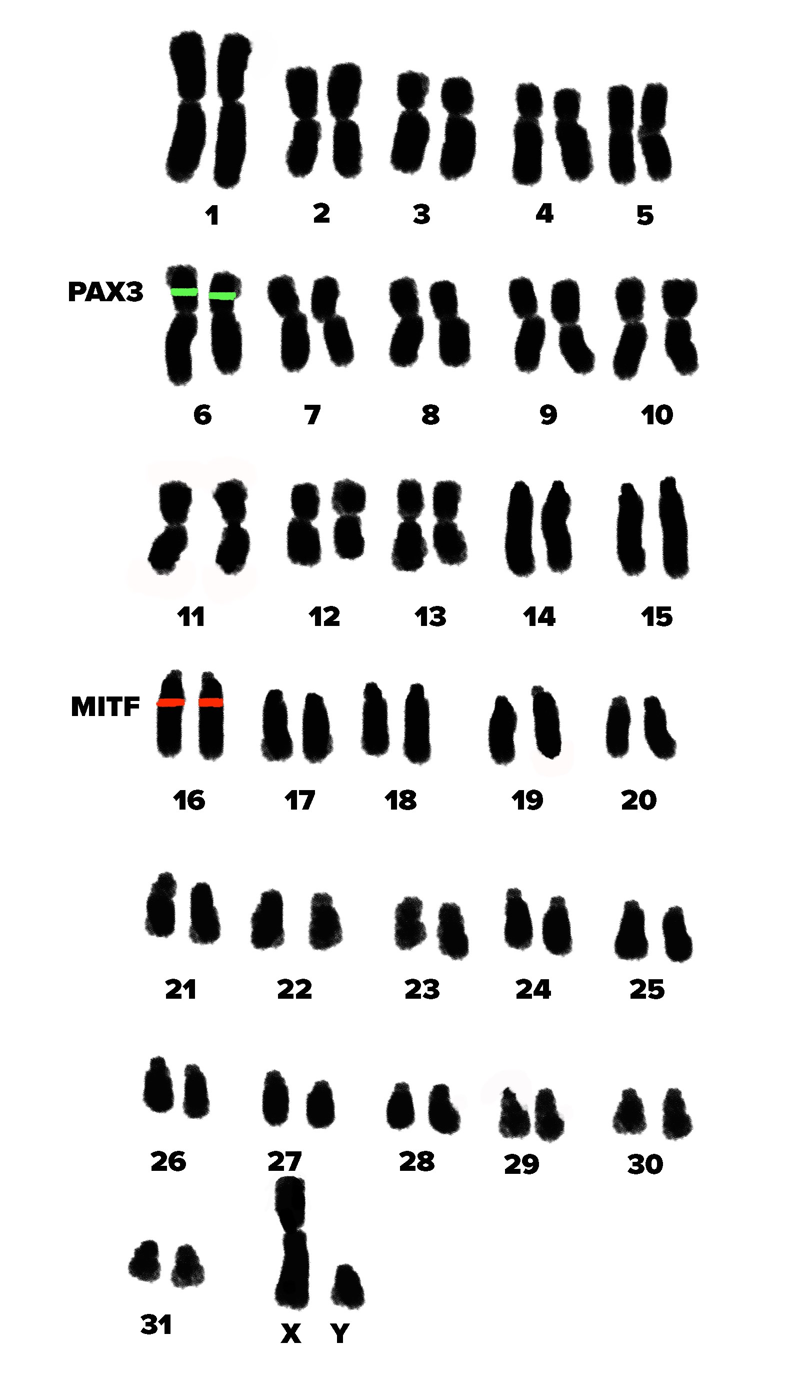 Image illustrating the horse karyotype and location of the PAX3 and MITF genes, responsible for Splashed White patterns