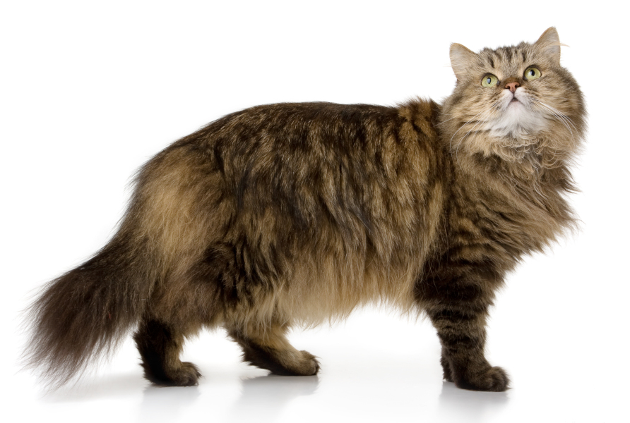 Tabby cat with long hair