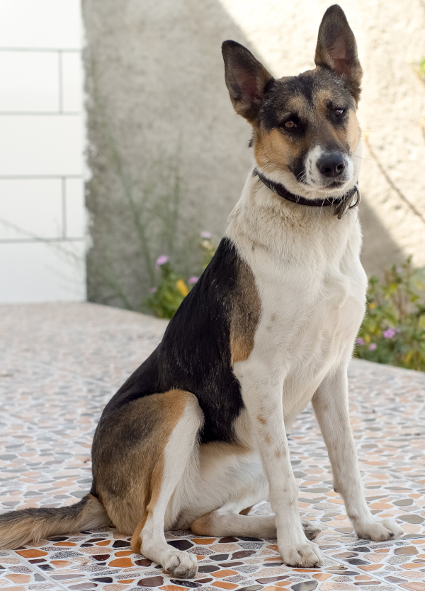 German Shepherd with Panda markings