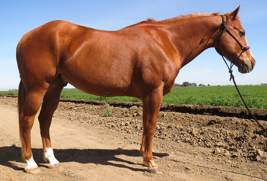 Chestnut horse