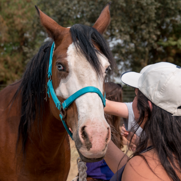 Research - Looking at a Horse