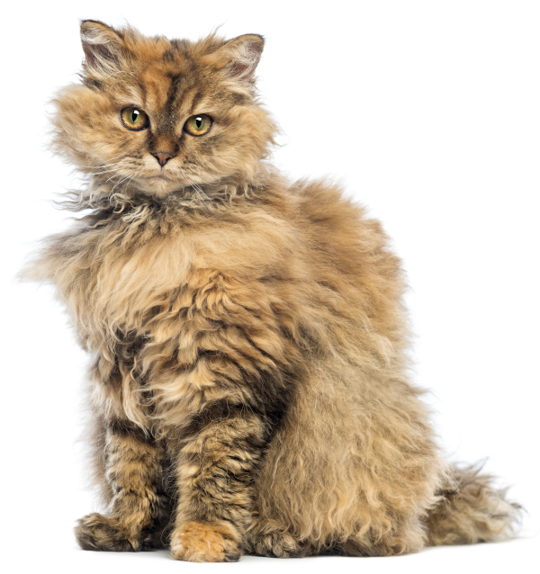 Selkirk Rex