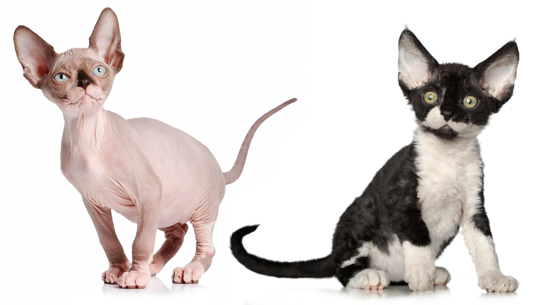 Sphynx and Devon Rex cats