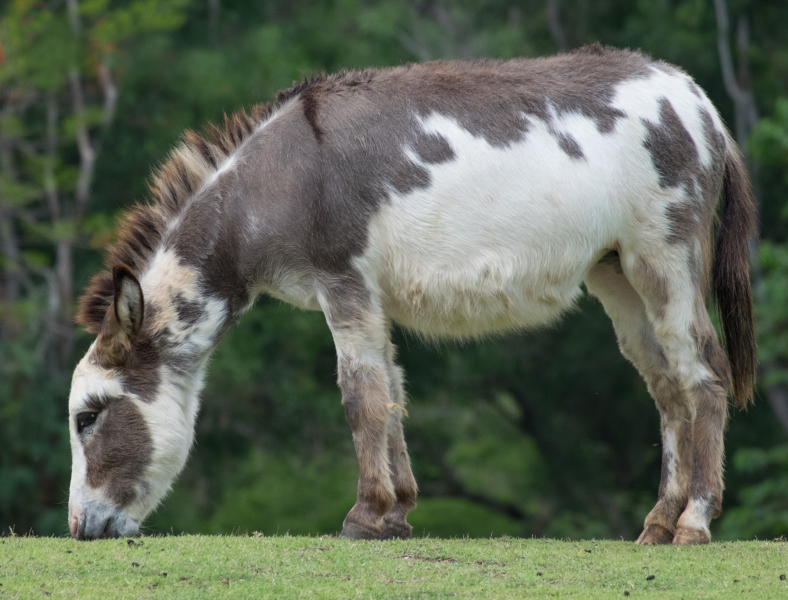 Donkey with white spots
