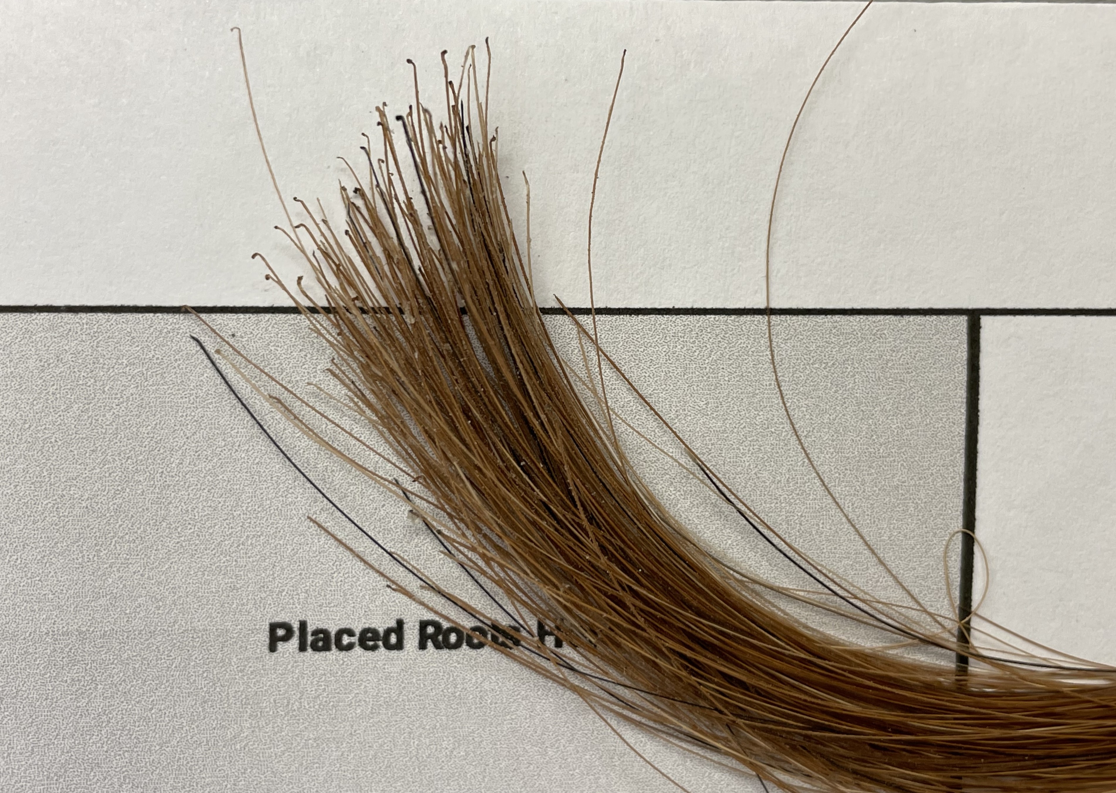 Example of a complete horse hair kit