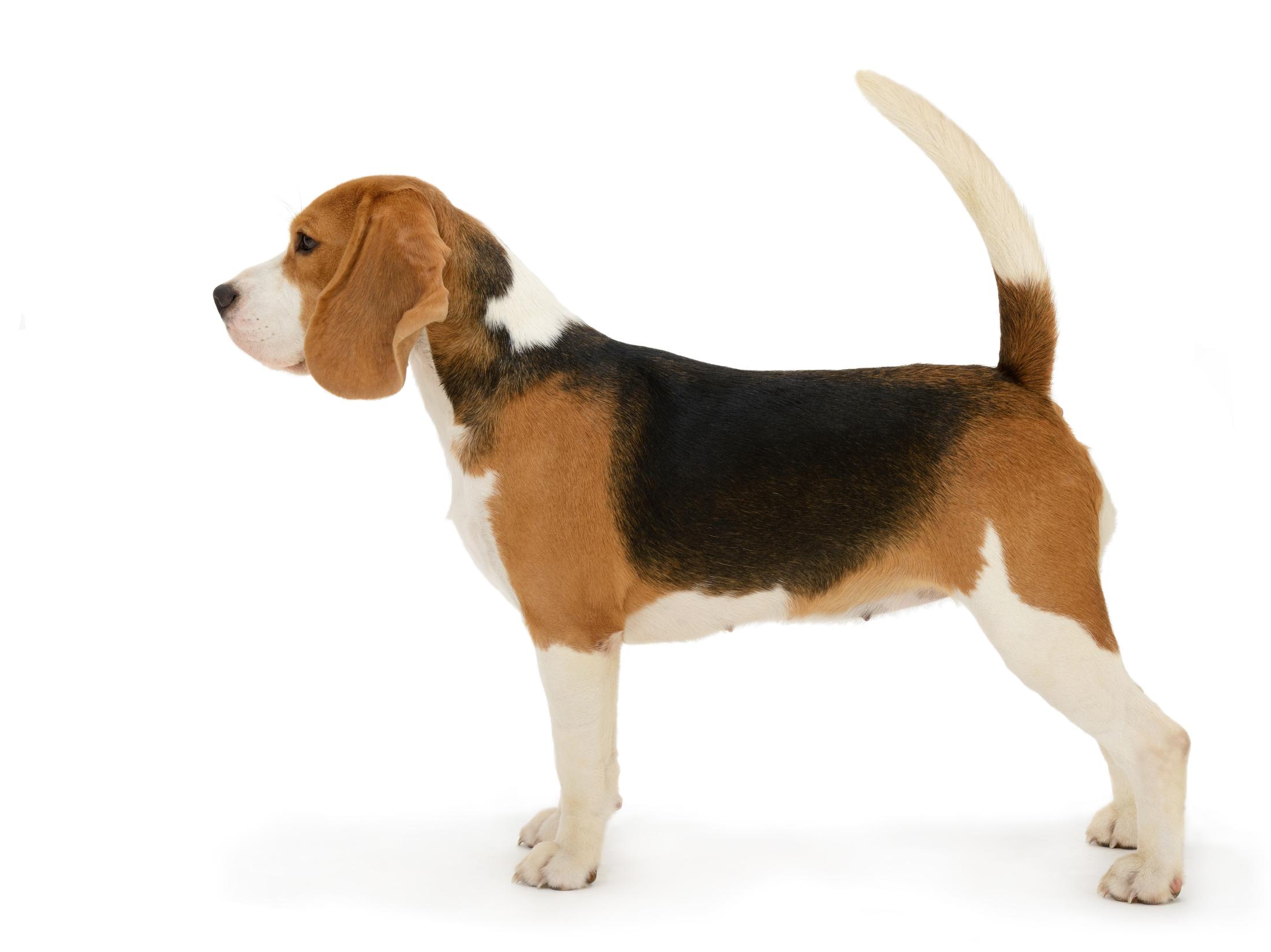 Beagle with Saddle Back