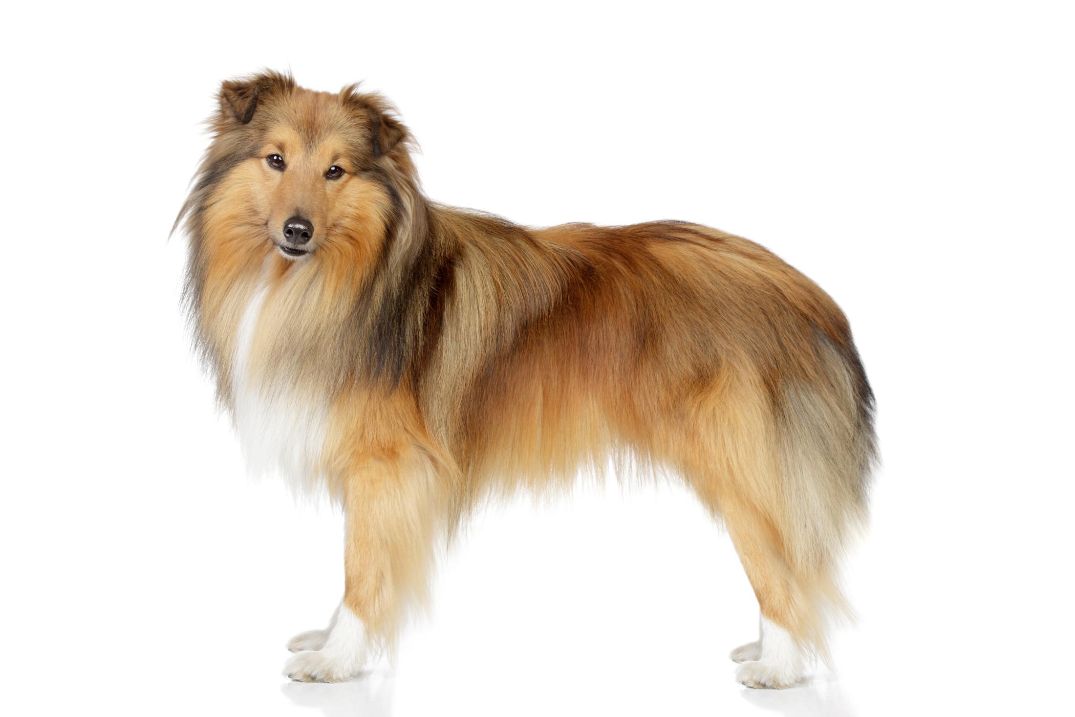 A Shetland Sheepdog