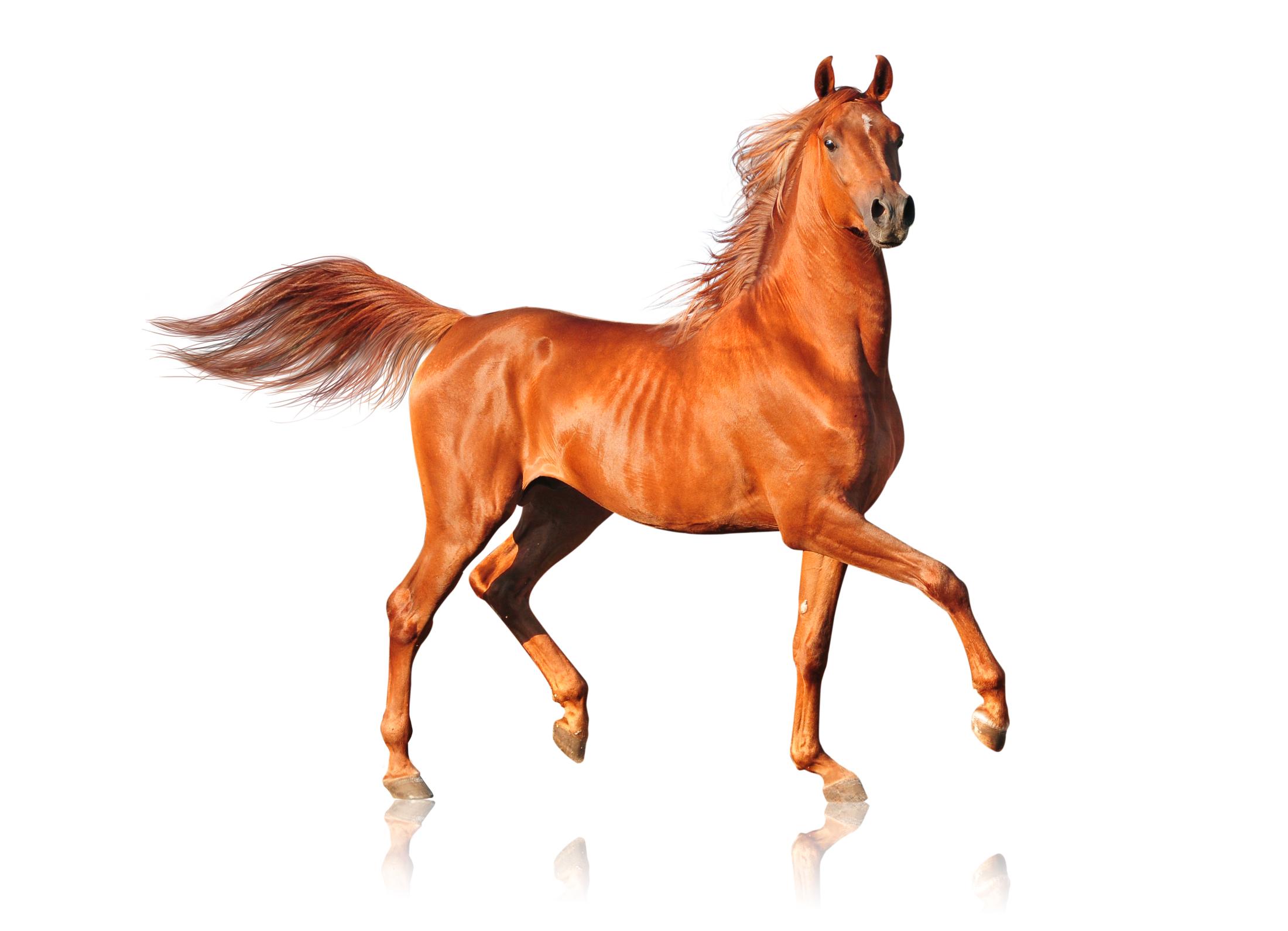 chestnut horse