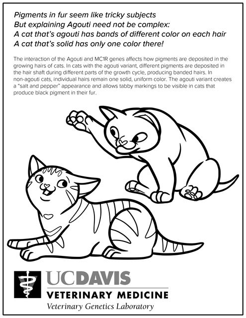 Cat Agouti Coloring Page