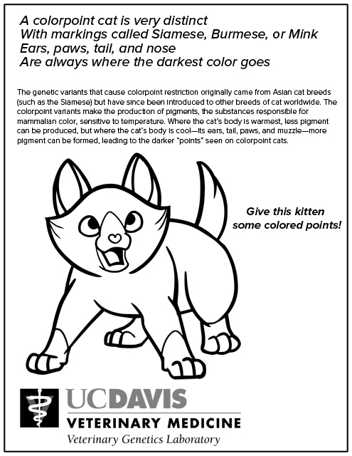 Cat Colorpoint Coloring Page