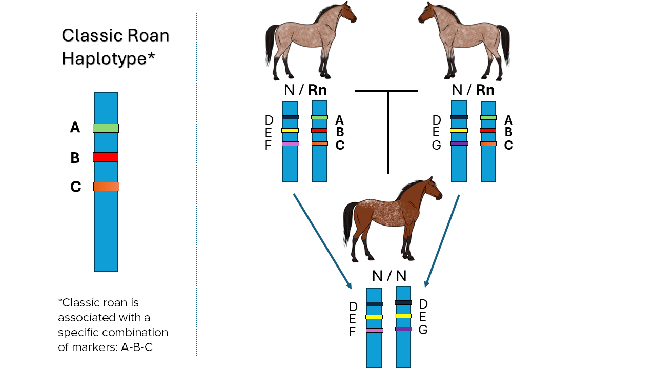 Illustration of a simplified version of our roan haplotype test to show how two roan parents can produce a foal without the classic roan haplotype