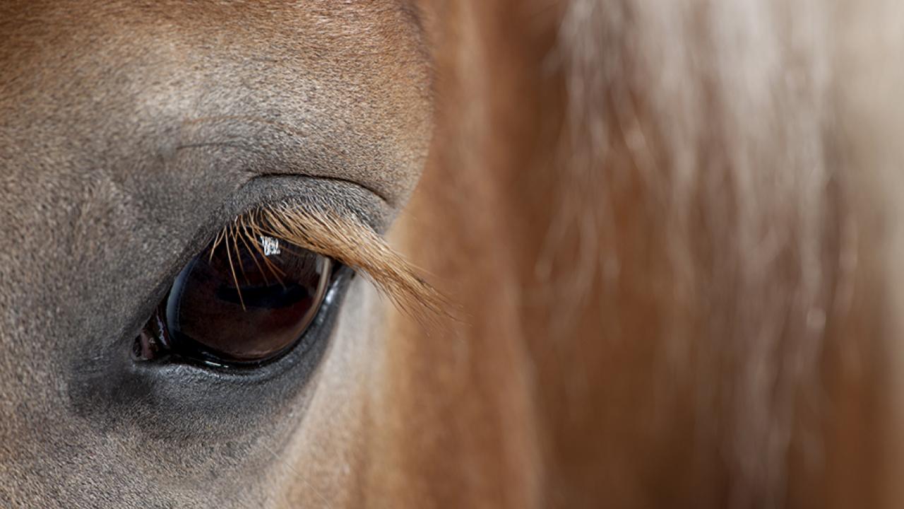 Belgian horse eye