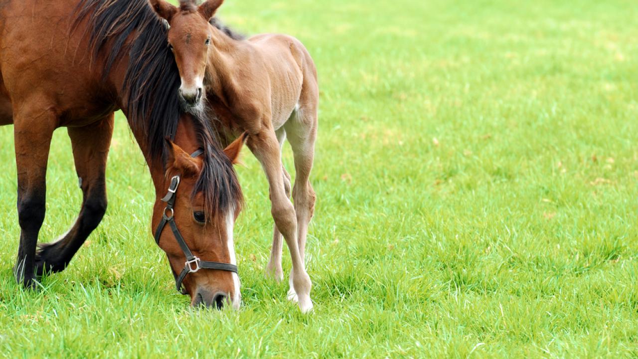 American Quarter horse and her foal grazing in a grassy area.