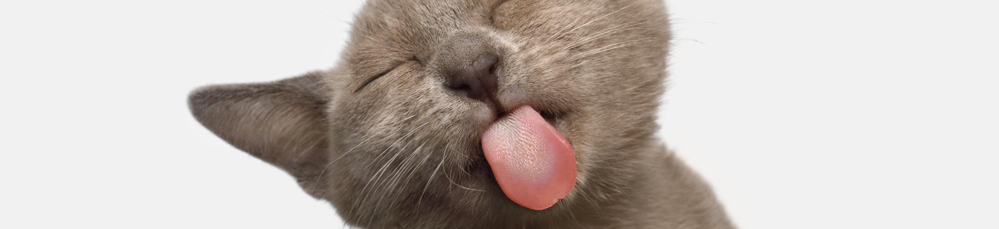 Stock image of kitten licking the camera