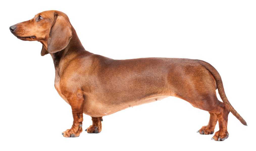 A short-haired brown Dachshund