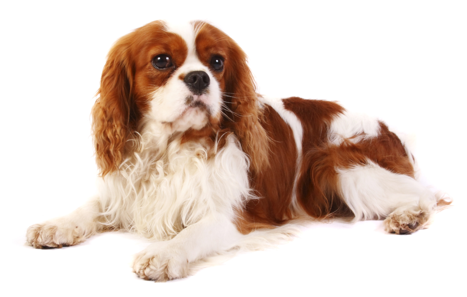 Cavalier King Charles Spaniel