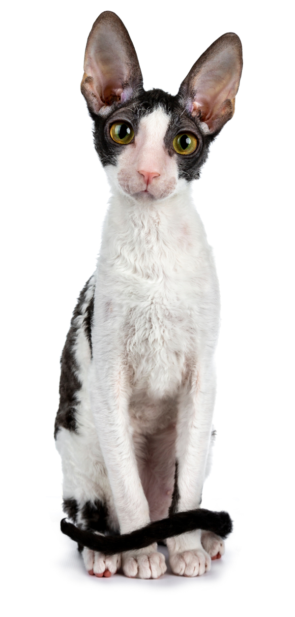 Cornish Rex cat