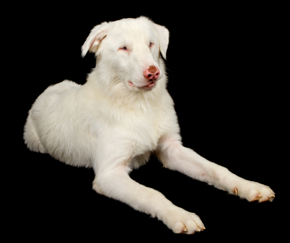 A white double merle Australian Shepherd