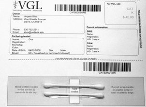 Cotton swabs taped to bar-coded submission form for VGL