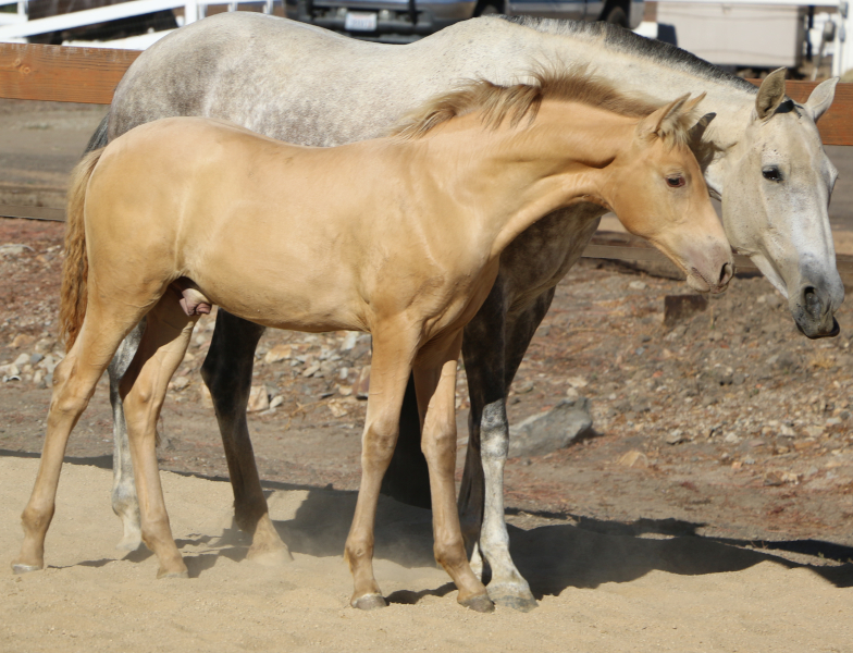 Colt (front) with pearl coat color dilution