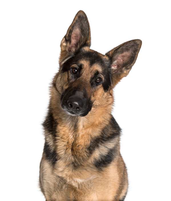 German Shepherd Dog with melanistic face mask markings