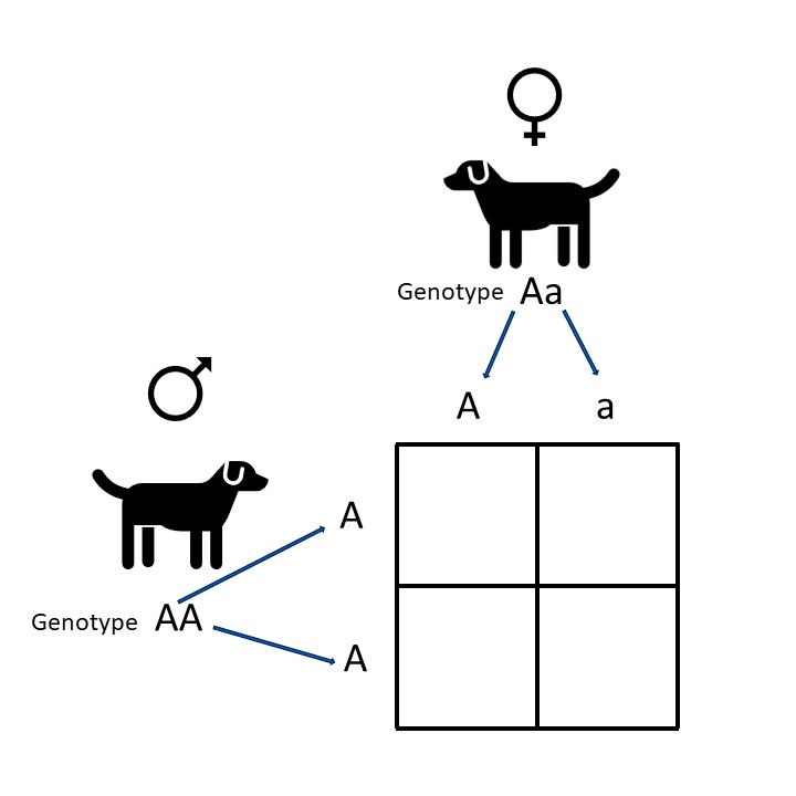 Setting up a Punnett Square