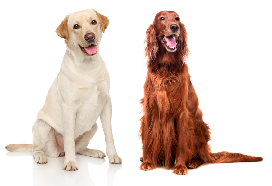 Yellow Labrador Retriever and red Irish Setter