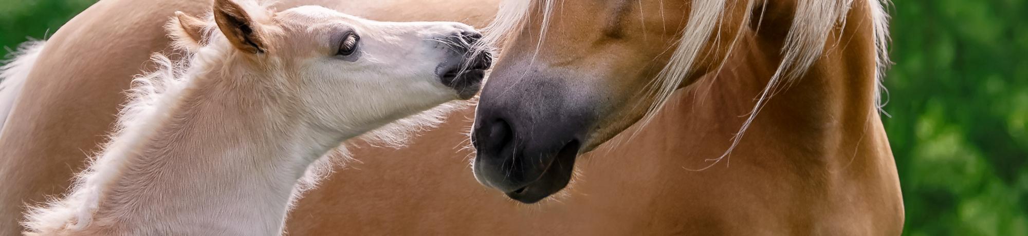 Foal and Adult Horse